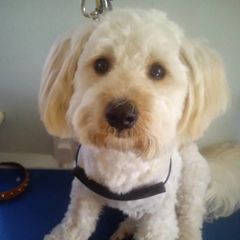 Puppy introduction to dog grooming