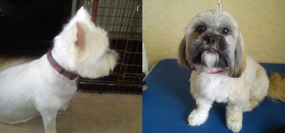 Big Hairy Dog Groomers