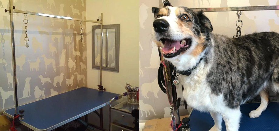 Big Hairy Dog Groomers