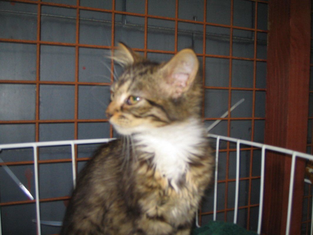 Tabby cat