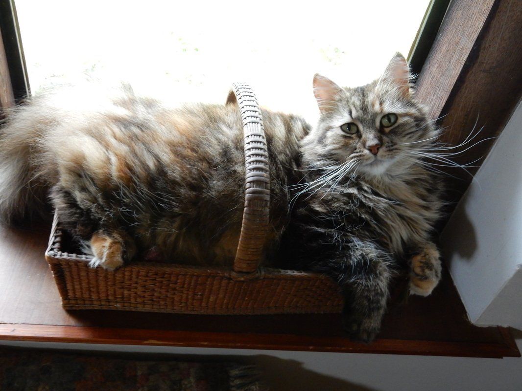 cat in a basket
