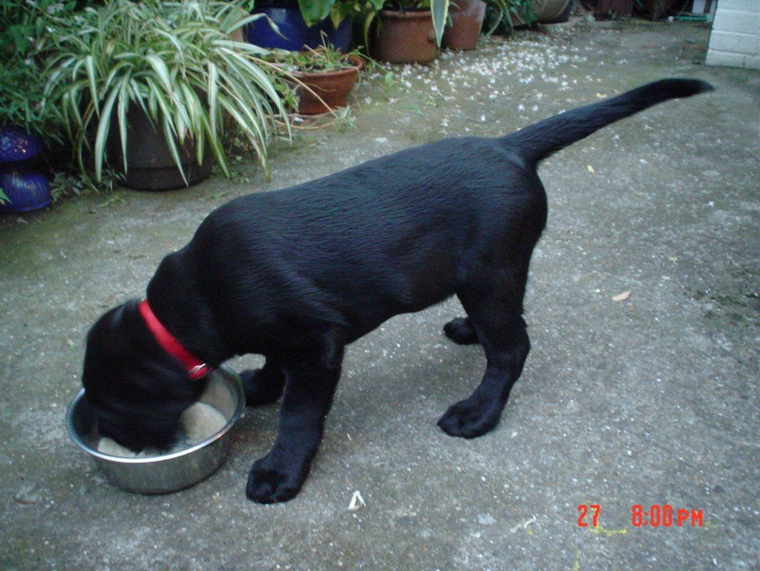 Blakc dog eating