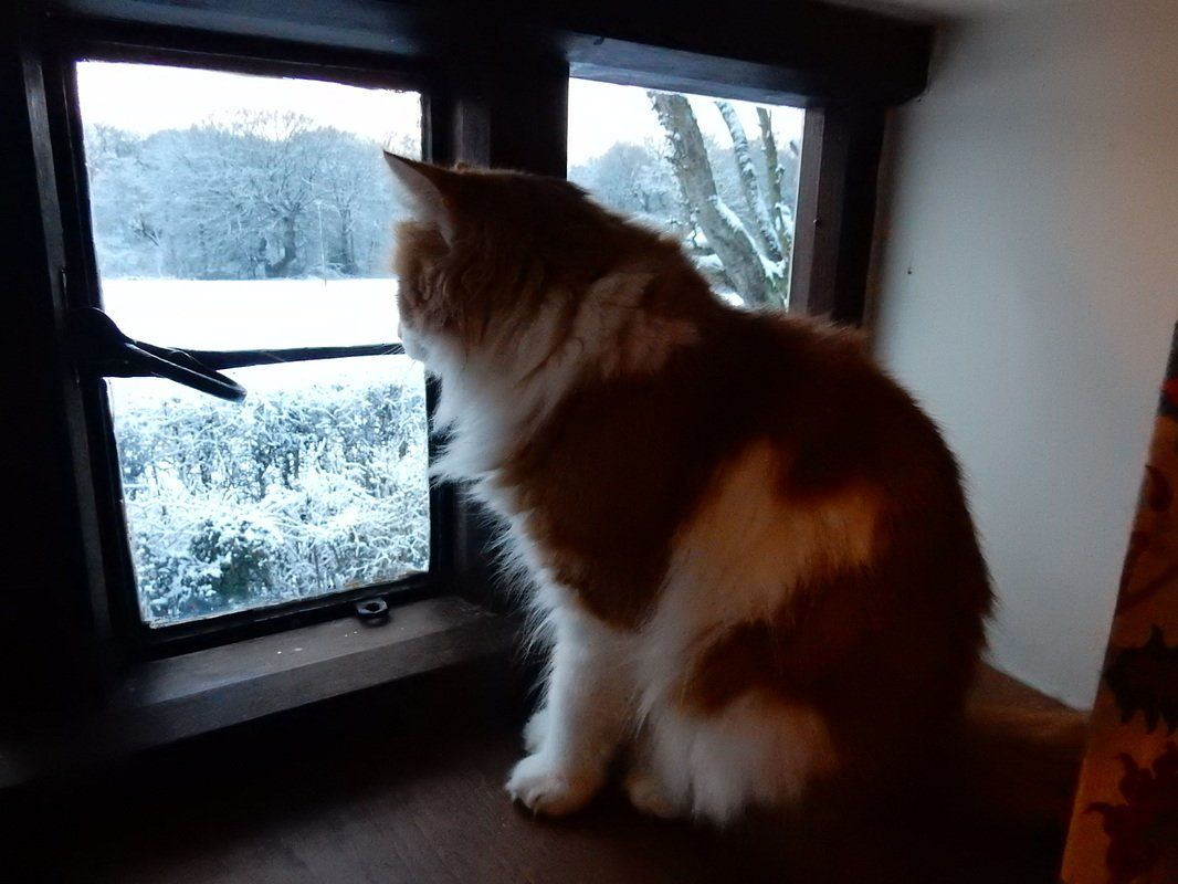 Harri the cat looking out of the window