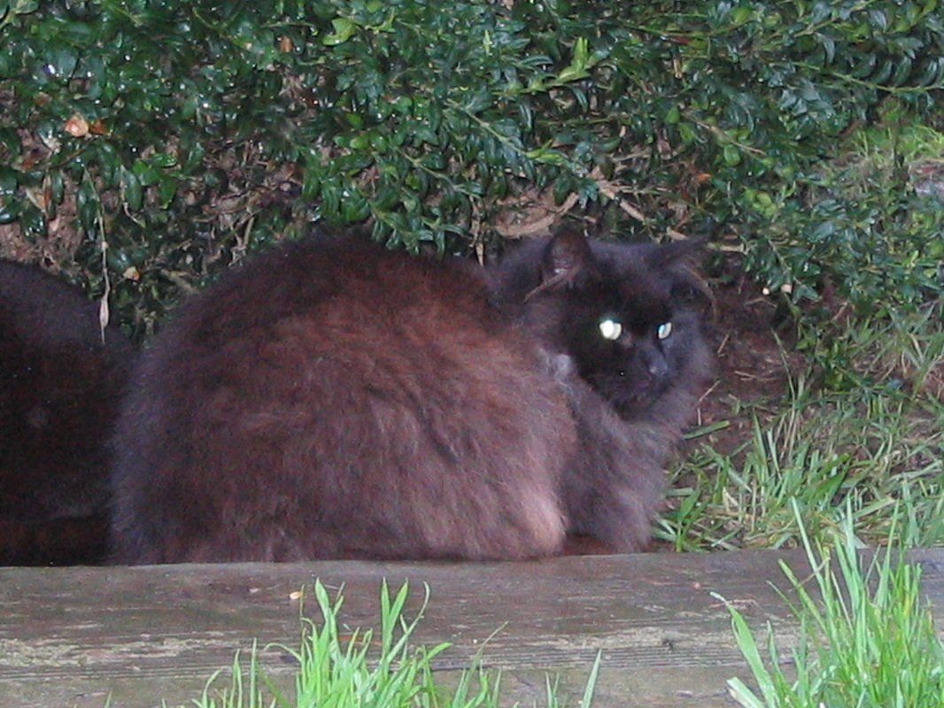 Black cat relaxing