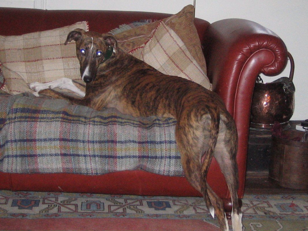 dog on the sofa
