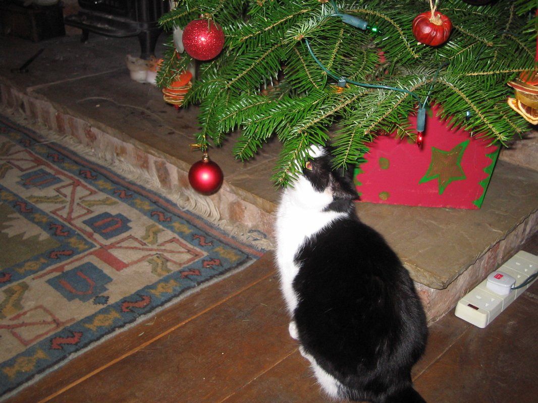 cat and a Christmas tree