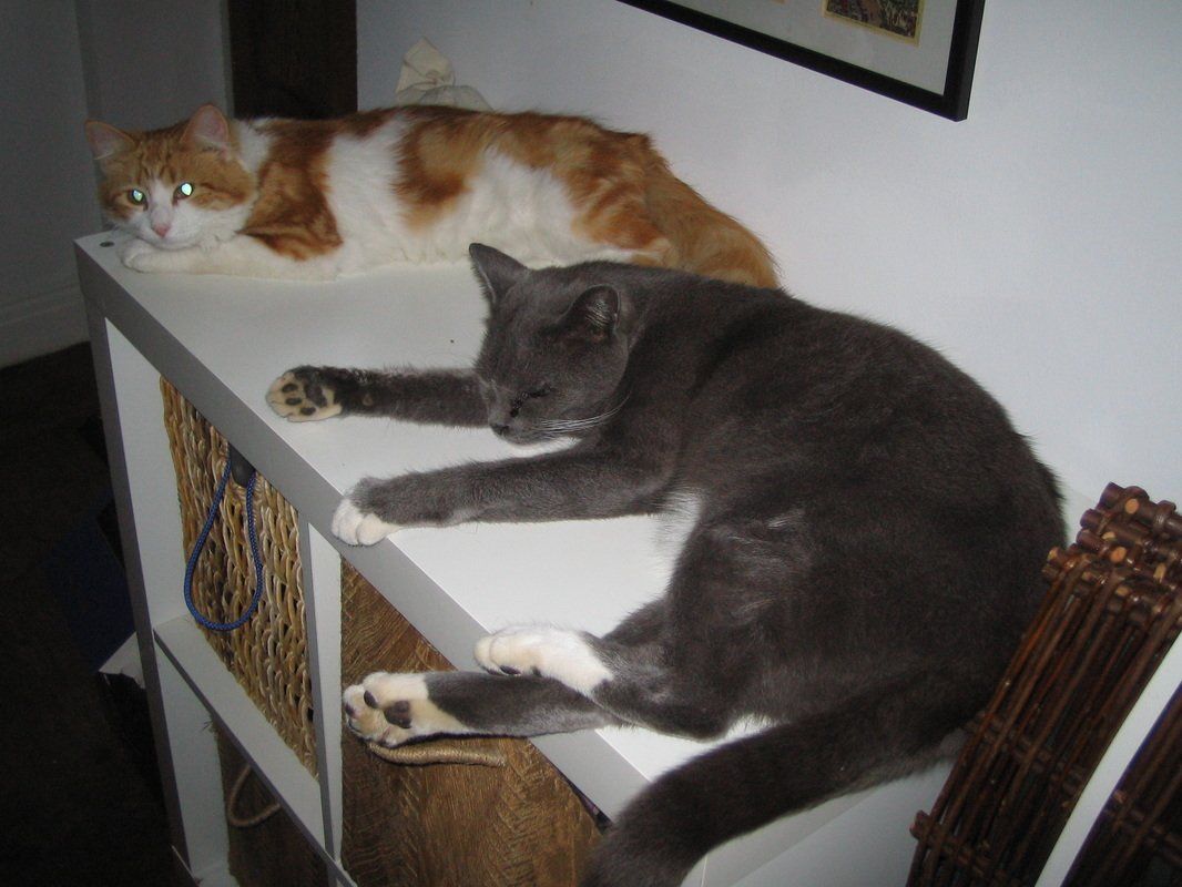 cats sleeping