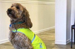 Zoey Our Community Outreach Dog