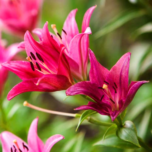 Pink Flowers