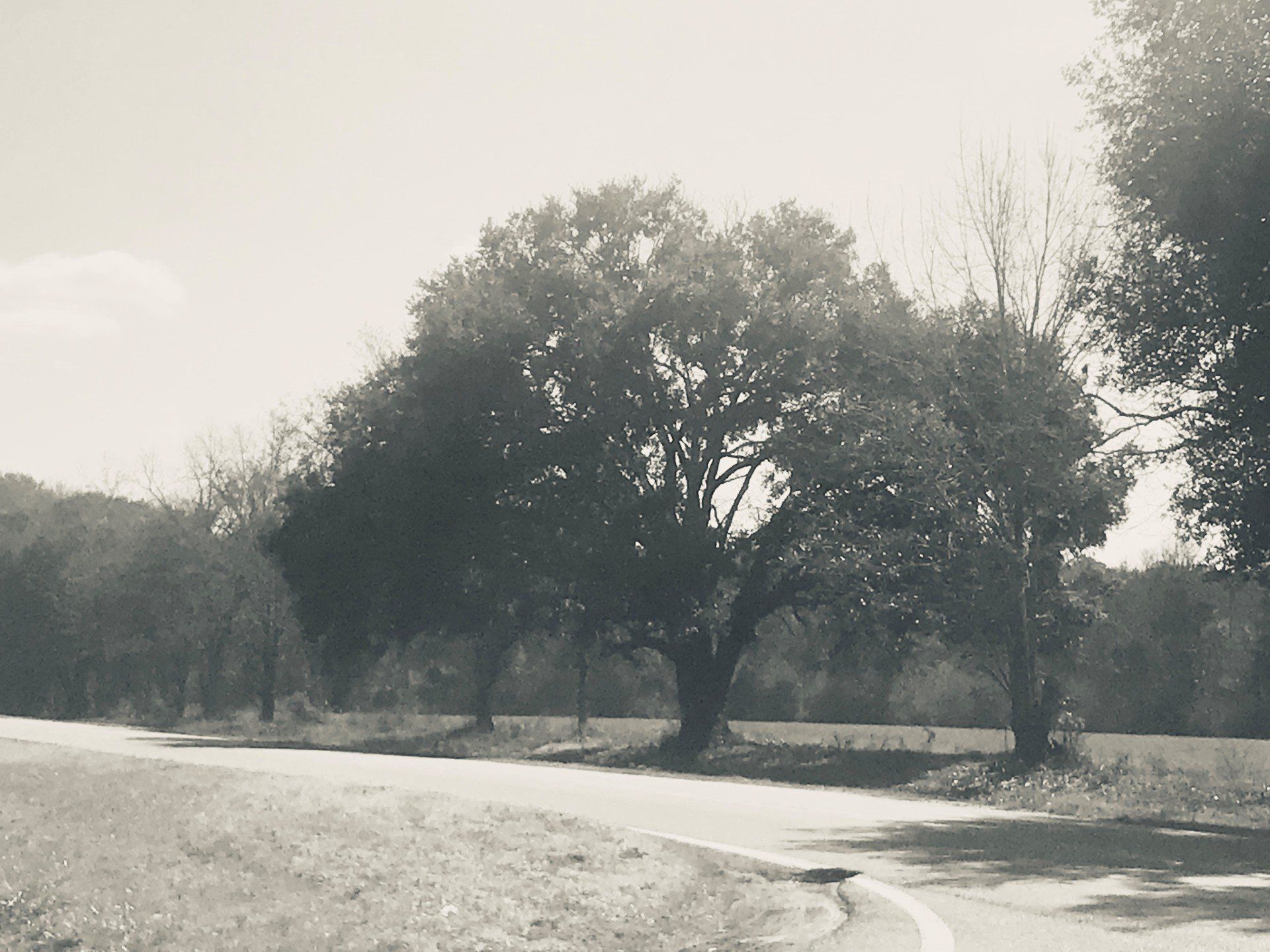 Ground Maintenance —Professional Tree Cutter in Savannah, GA