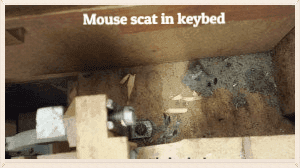 mouse scat in keybed