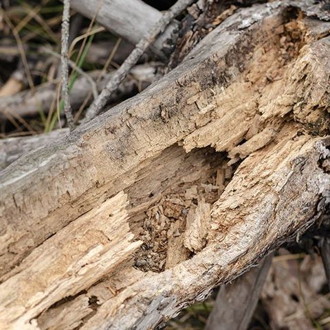 Decayed Tree Trunk — Pittsburgh, PA — Best 4 Less Trees Decayed Tree Trunk — Pittsburgh, PA — Best 4 Less Trees