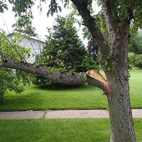 Broken Tree Branch — Pittsburgh, PA — Best 4 Less Trees