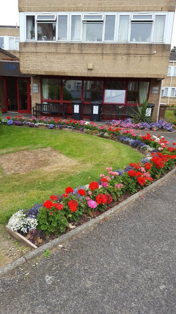 flowerbed in bloom