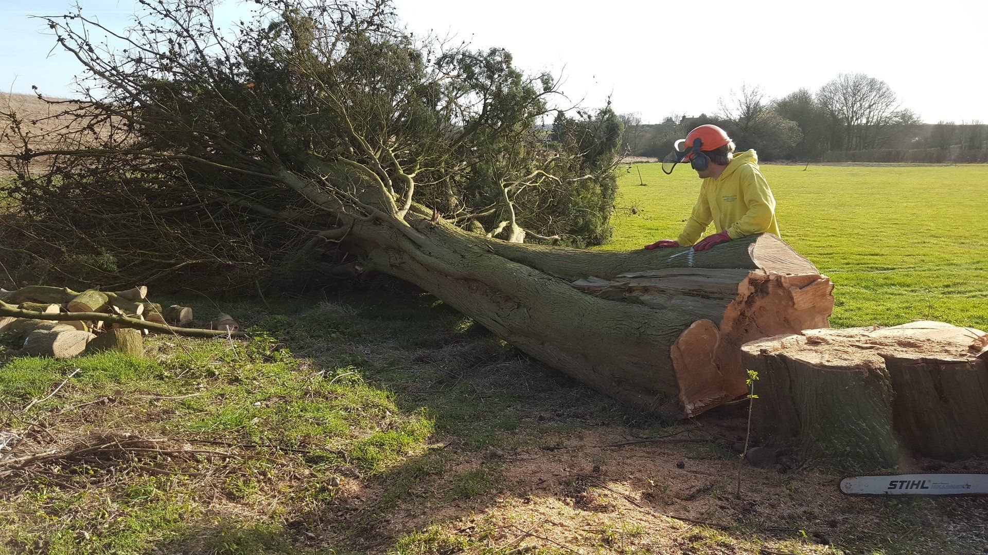 freshly felled tree
