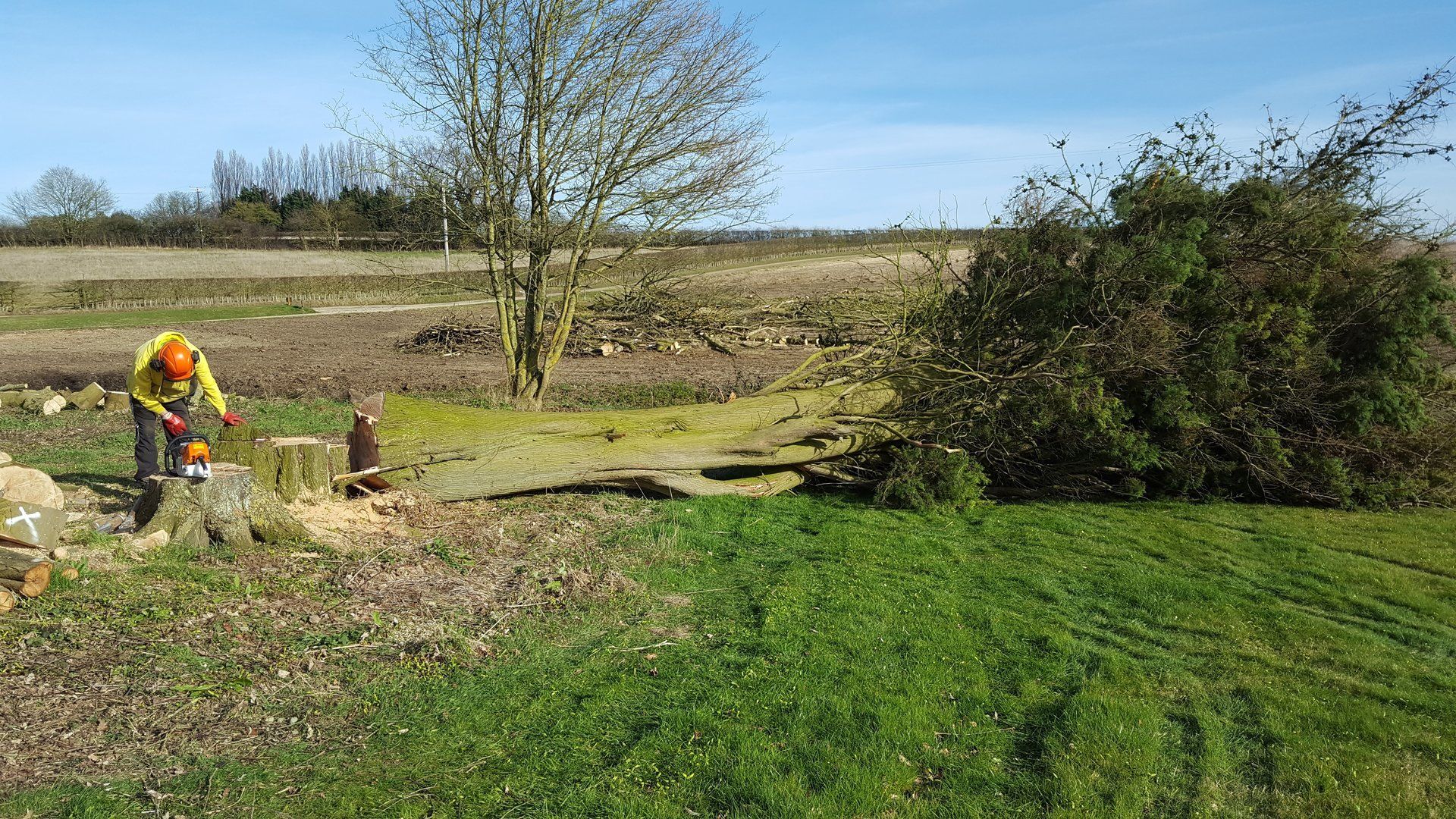 felled tree