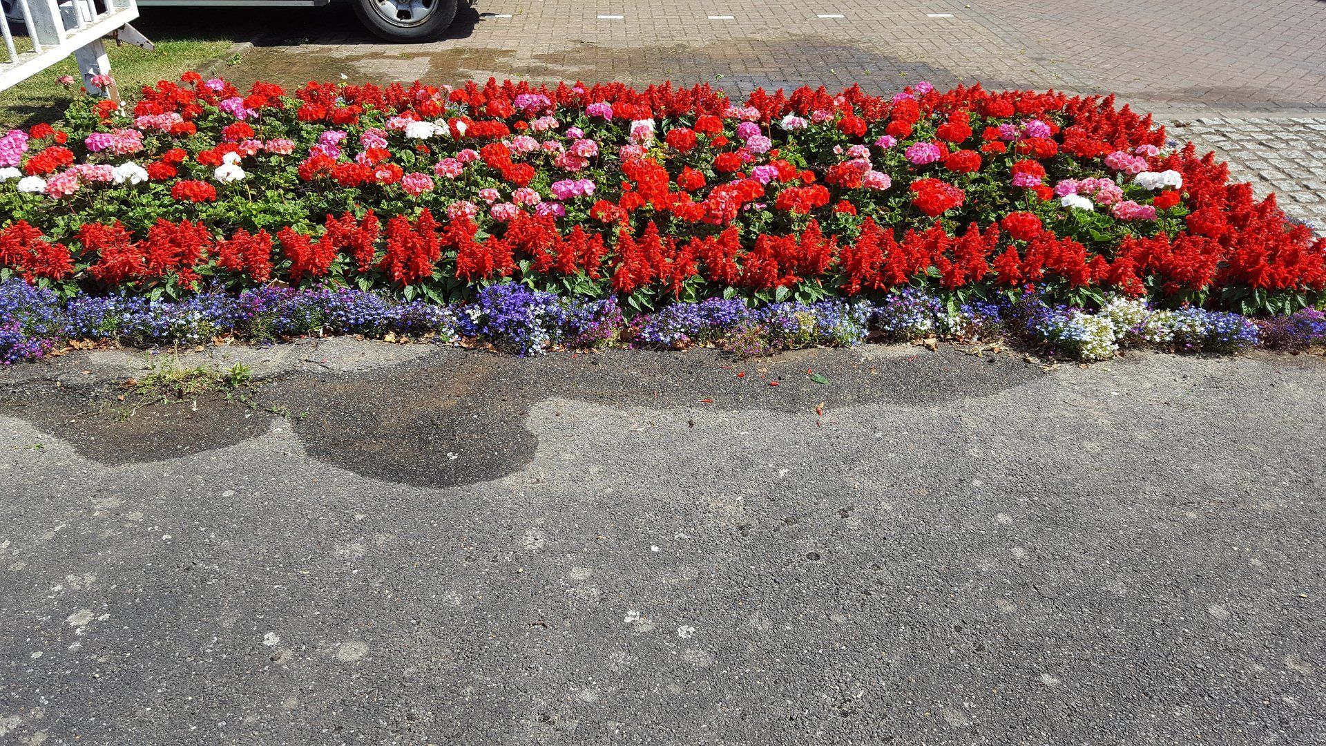 flowerbed in full bloom