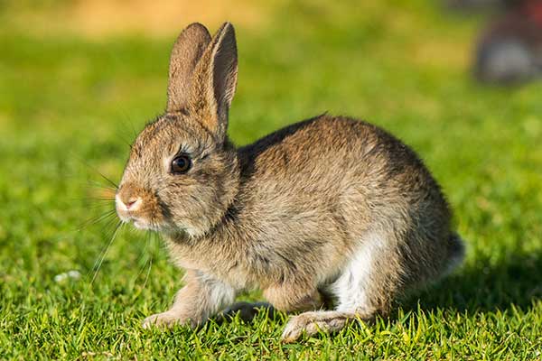 Jack rabbit hare photo before passing and cremation in Hilo