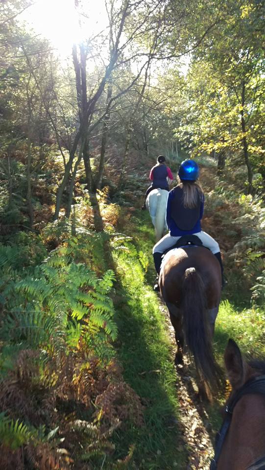 Horse Stabling in Dalbeattie