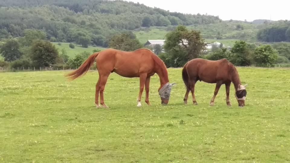 Horse Hacking Scotland