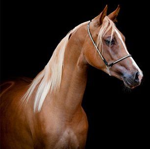 Equine euthanasia