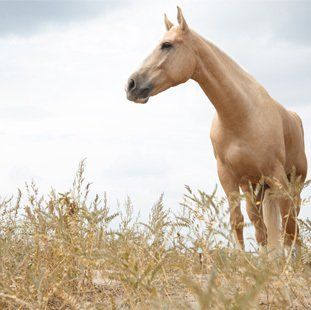 Emergency equine collection