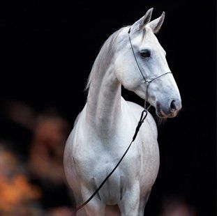 veterinary horse collection