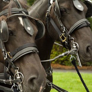 Equine cremation