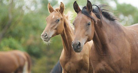 horse collection services
