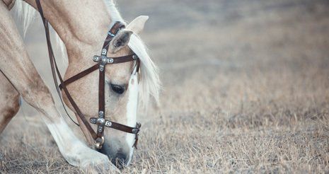 Horse cremation services