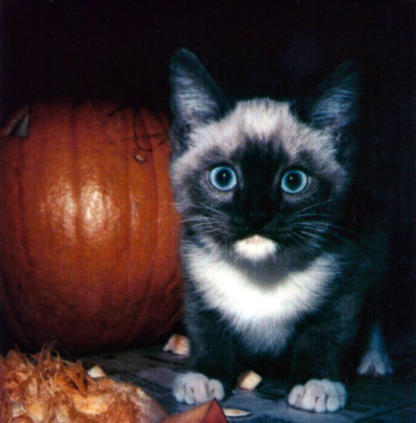 pets-halloween-safety