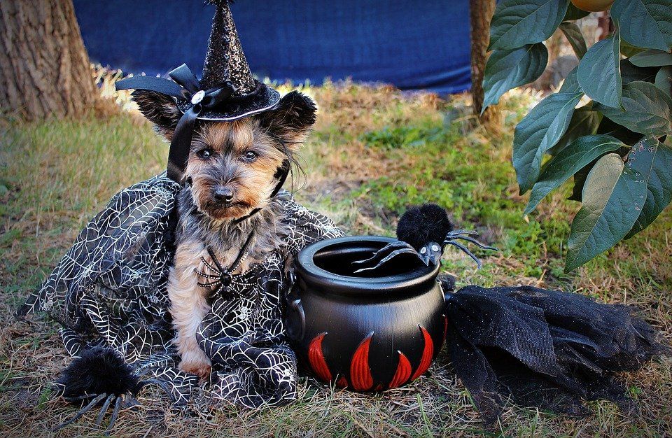 halloween-safety-tips-for-pets
