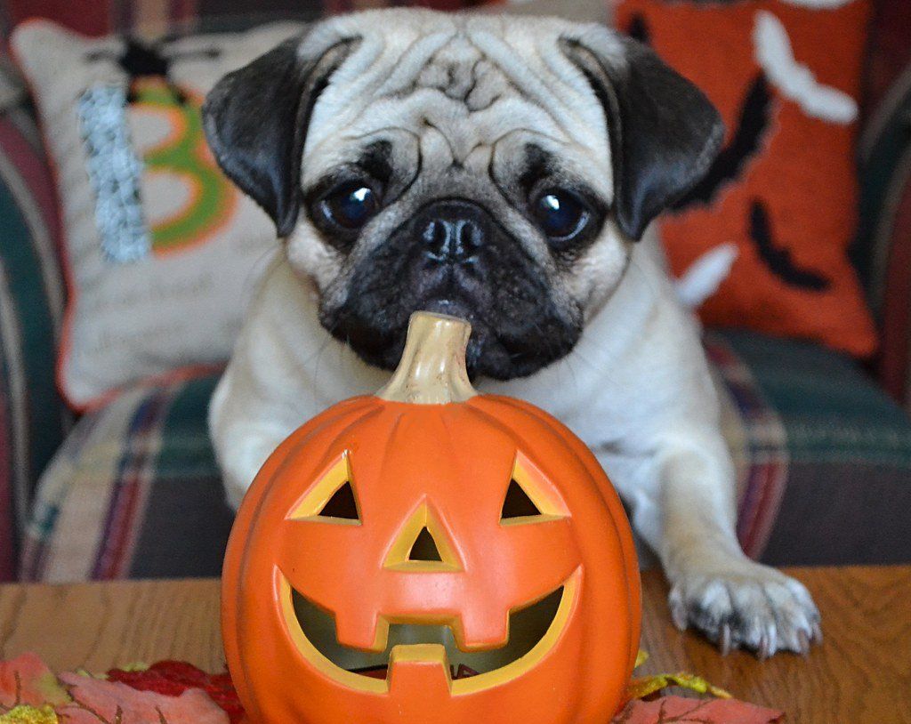safety-tips-for-dogs
