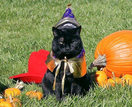 safety-tips-for-cats