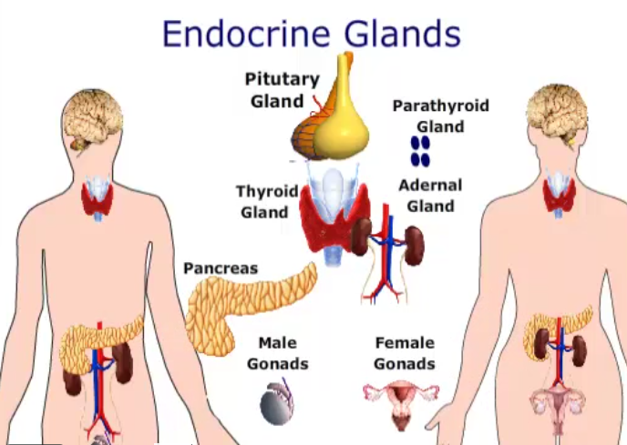 thyroid-health-endocrine-function