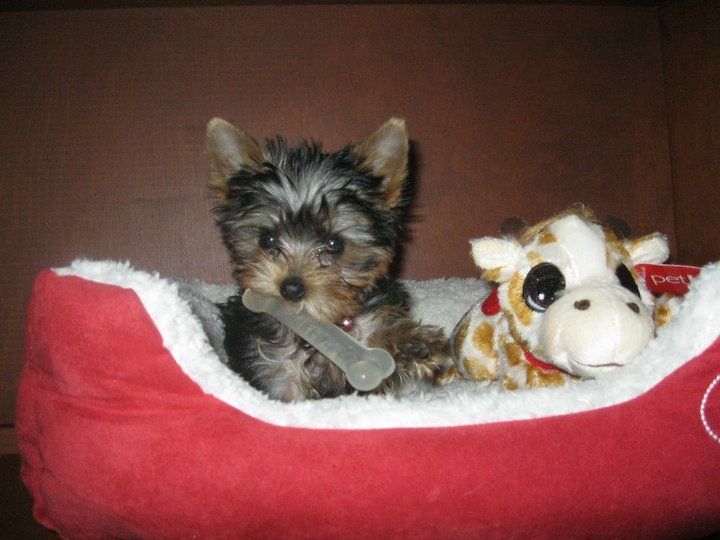Yorkie Puppies in a bed with dog toys. Suzabel's  Yorkies  Southern CA, Inland Empire, Redlands, Yucaipa