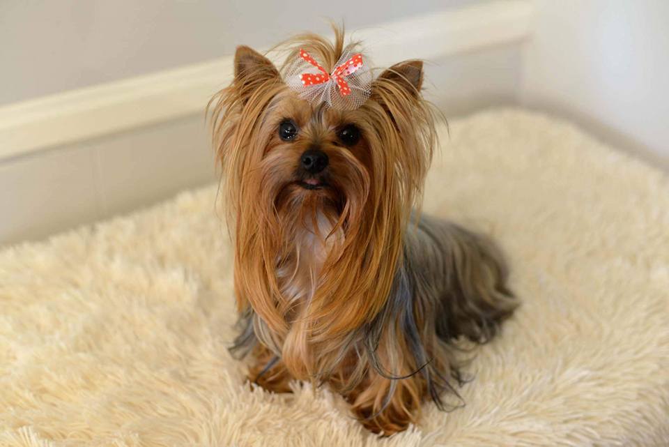 Yorkshire Terrier Dog  breeder SoCal
