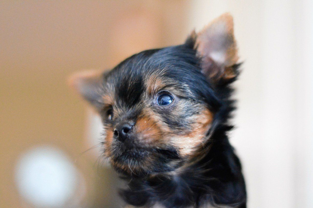 sweet yorkie