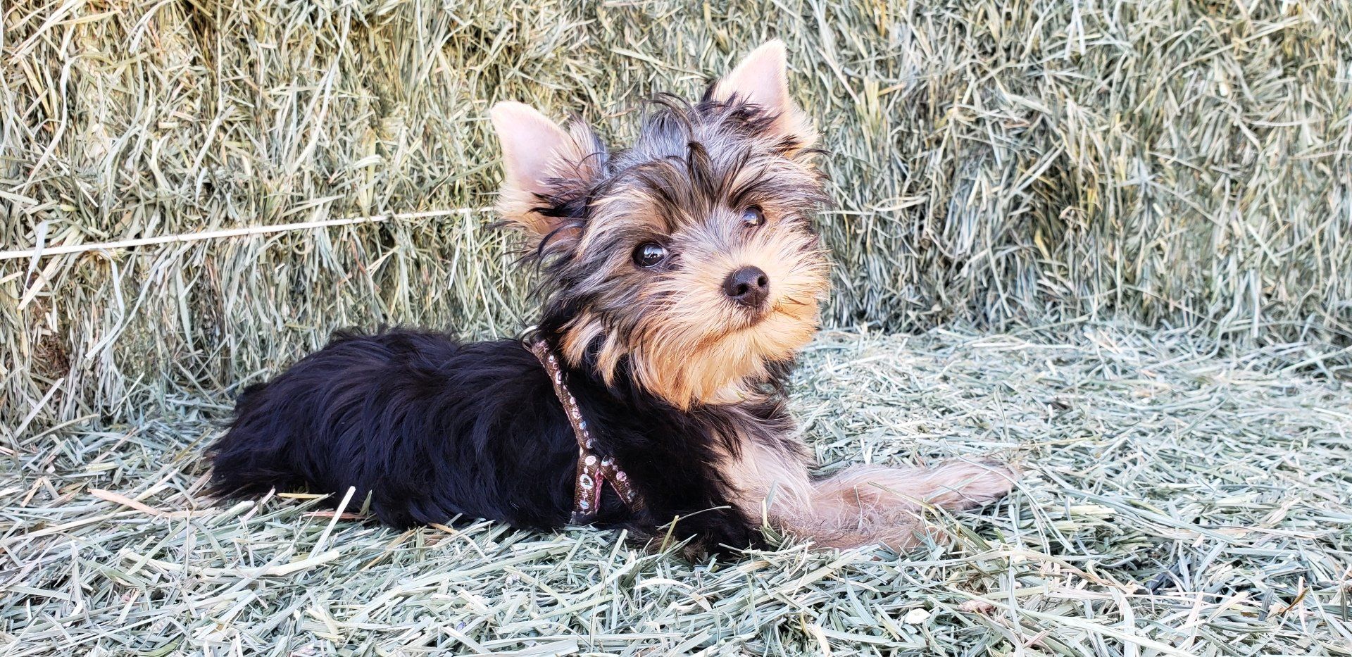 pup
