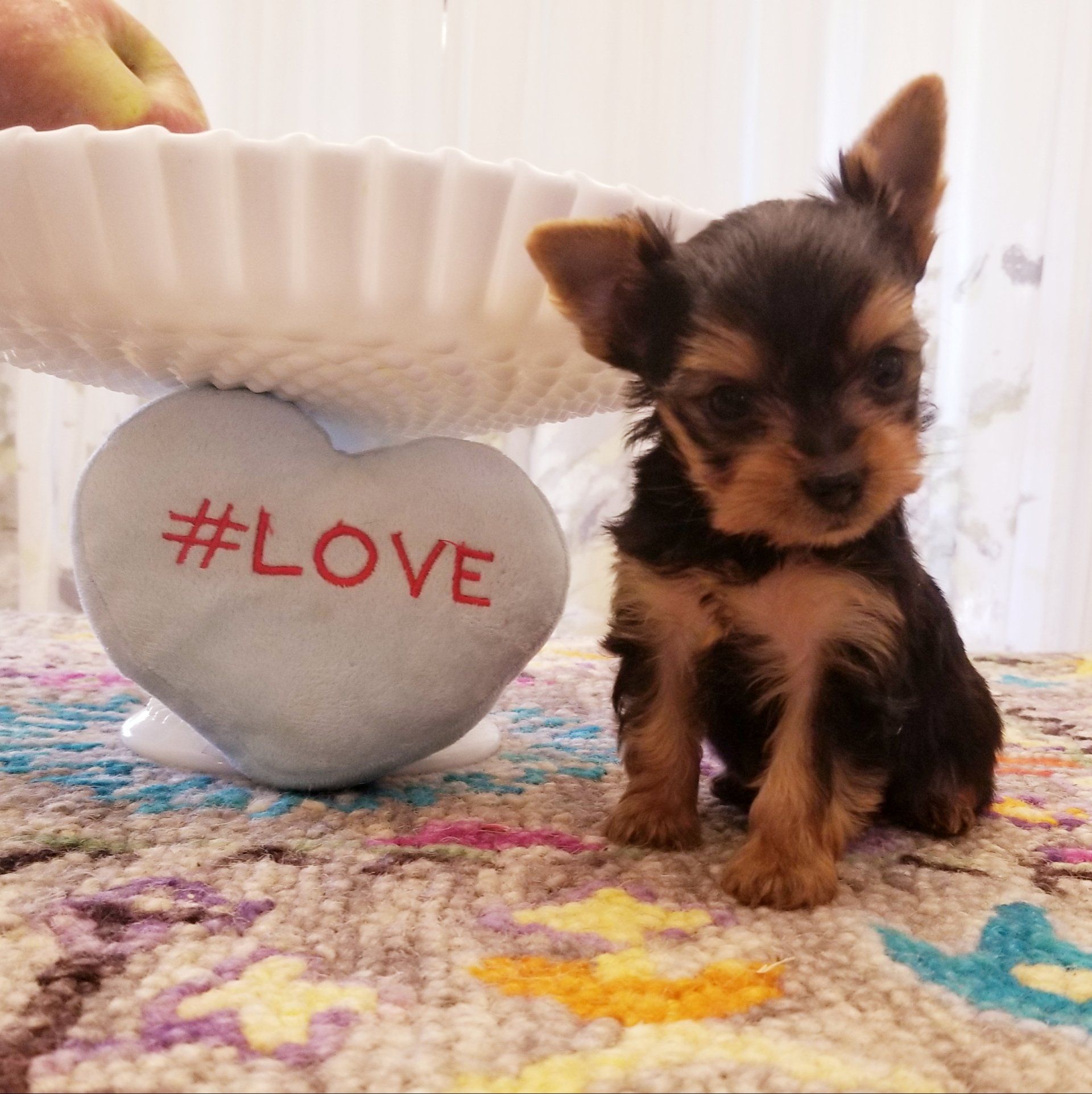 Puppy love