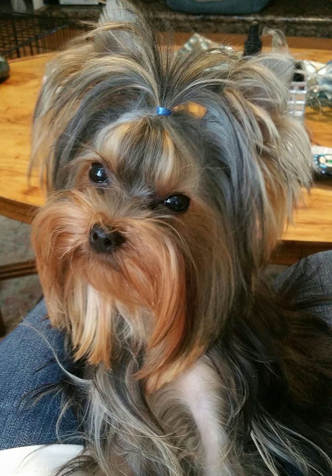 AKC Yorkshire Terrier Dog
