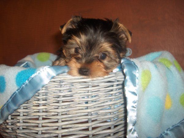 Yorkie Puppy Peeking over top of a basket