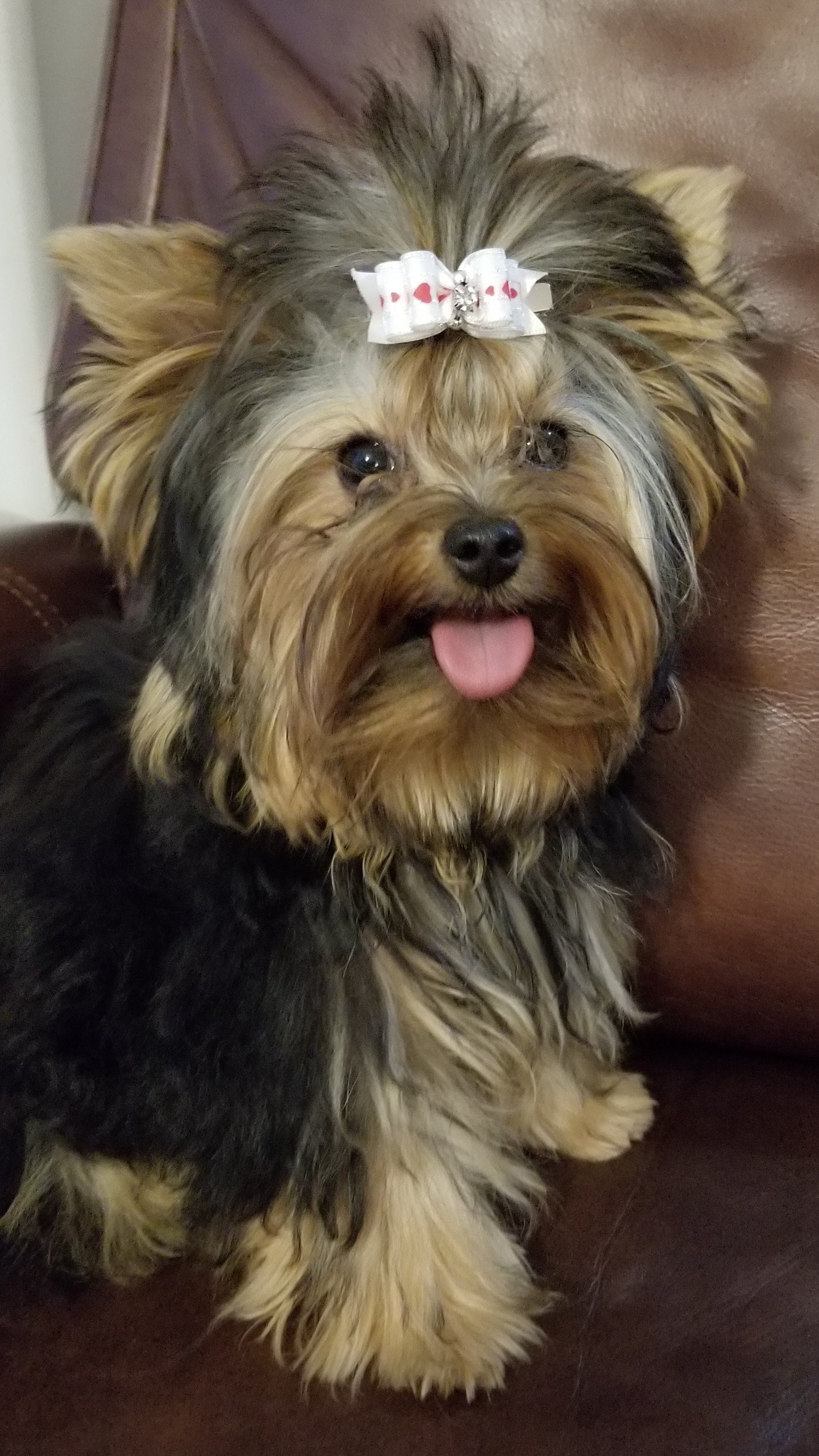 Yorkshisre Terrier AKC breeder Southern CA Yorkie Puppies