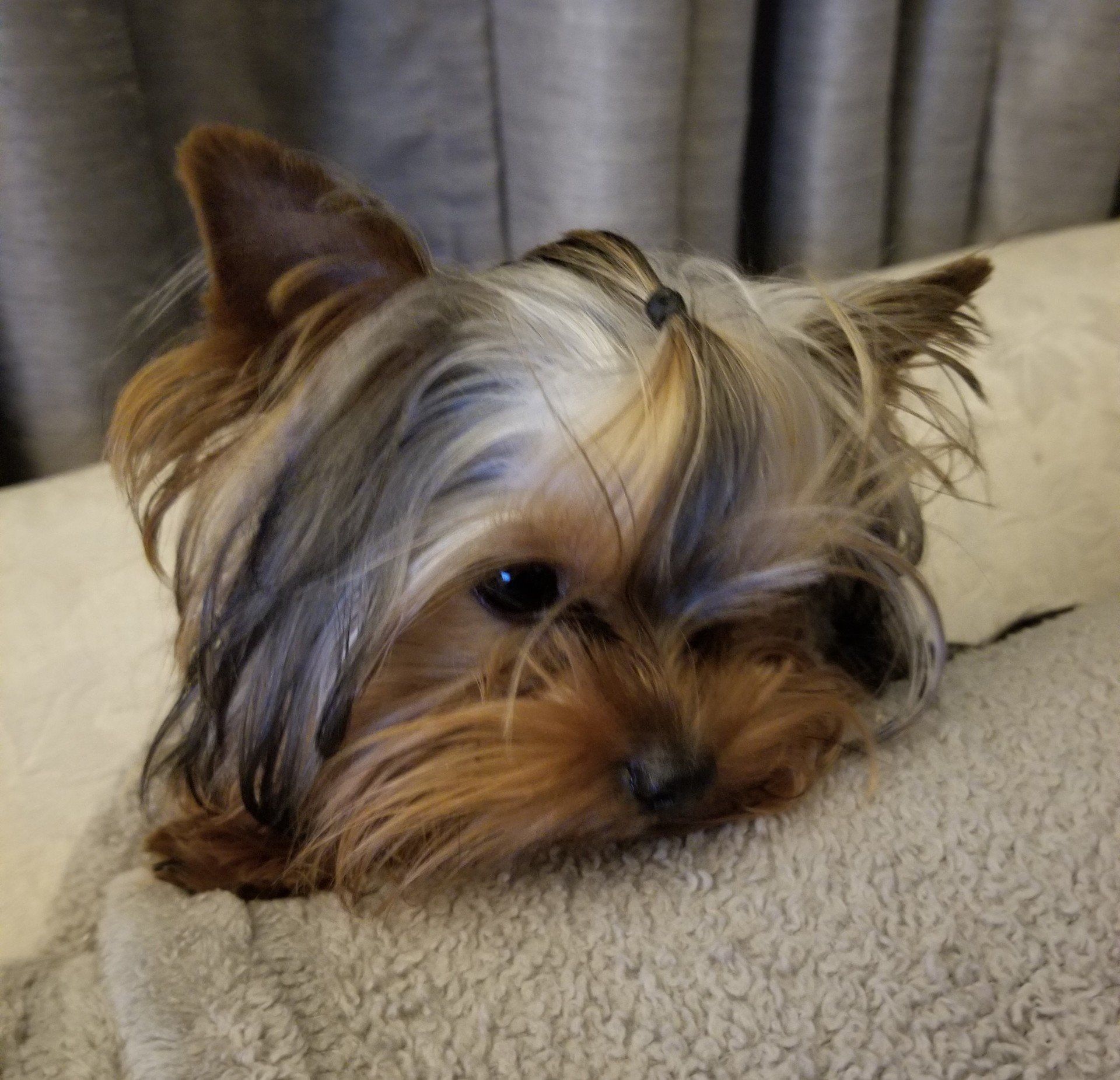 Yorkshire Terrier Puppy being cute Yorkie puppy Inland Empire