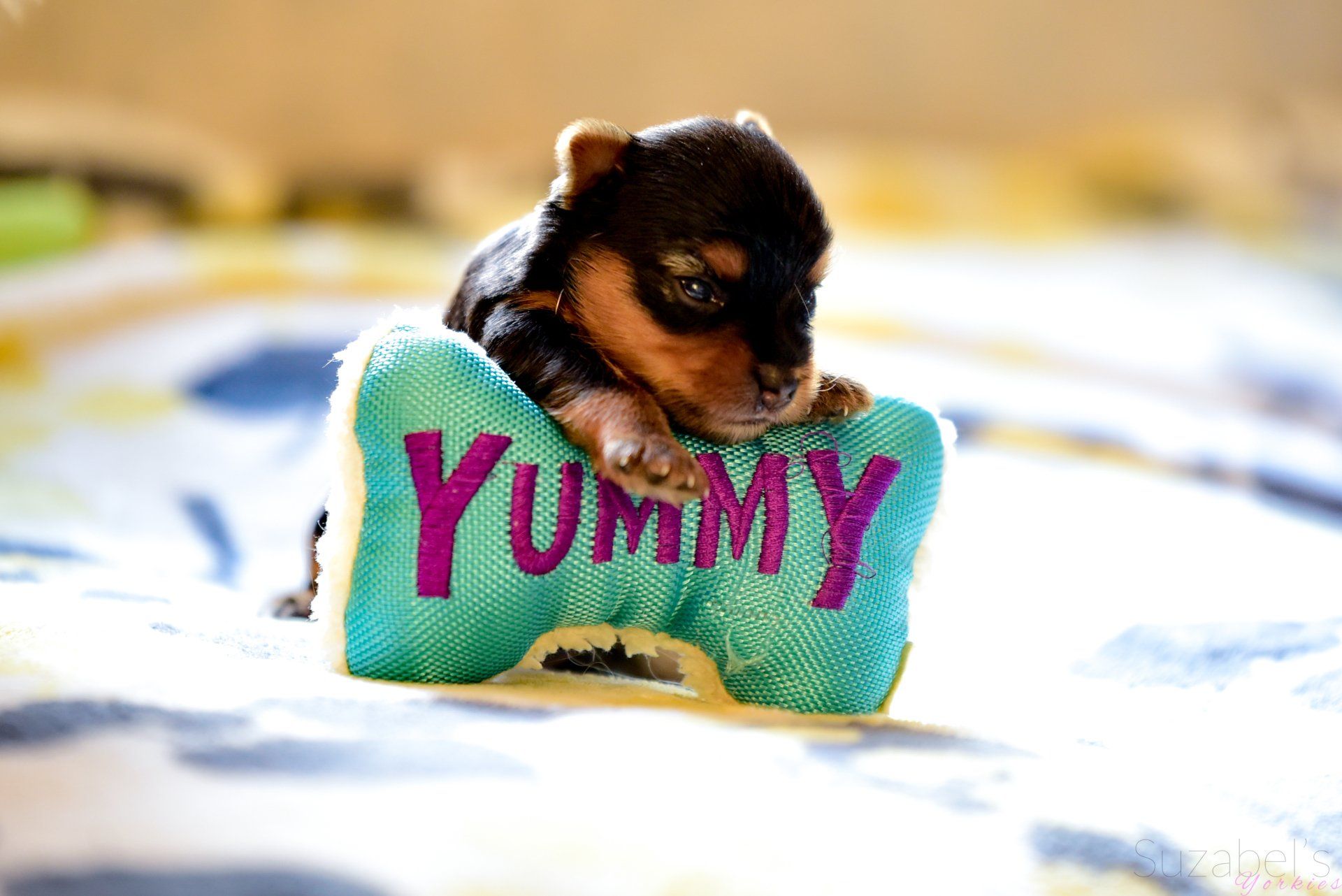 Yorkie puppy with a stuffed toy bone that reads yummy AKC Yorkshire Terrier breeder Suzabel's Yorkies SoCal