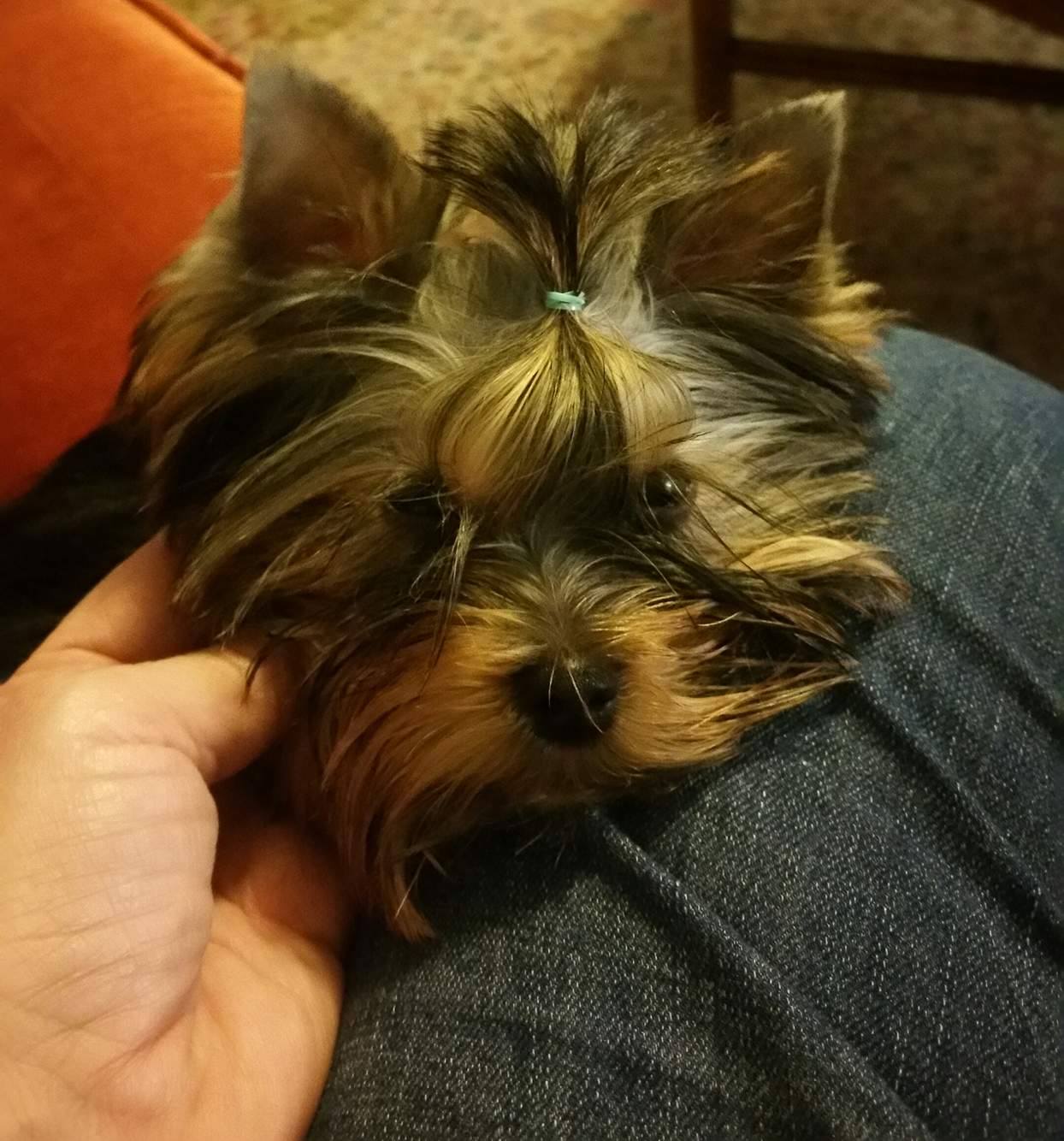 Terrier Breeder
