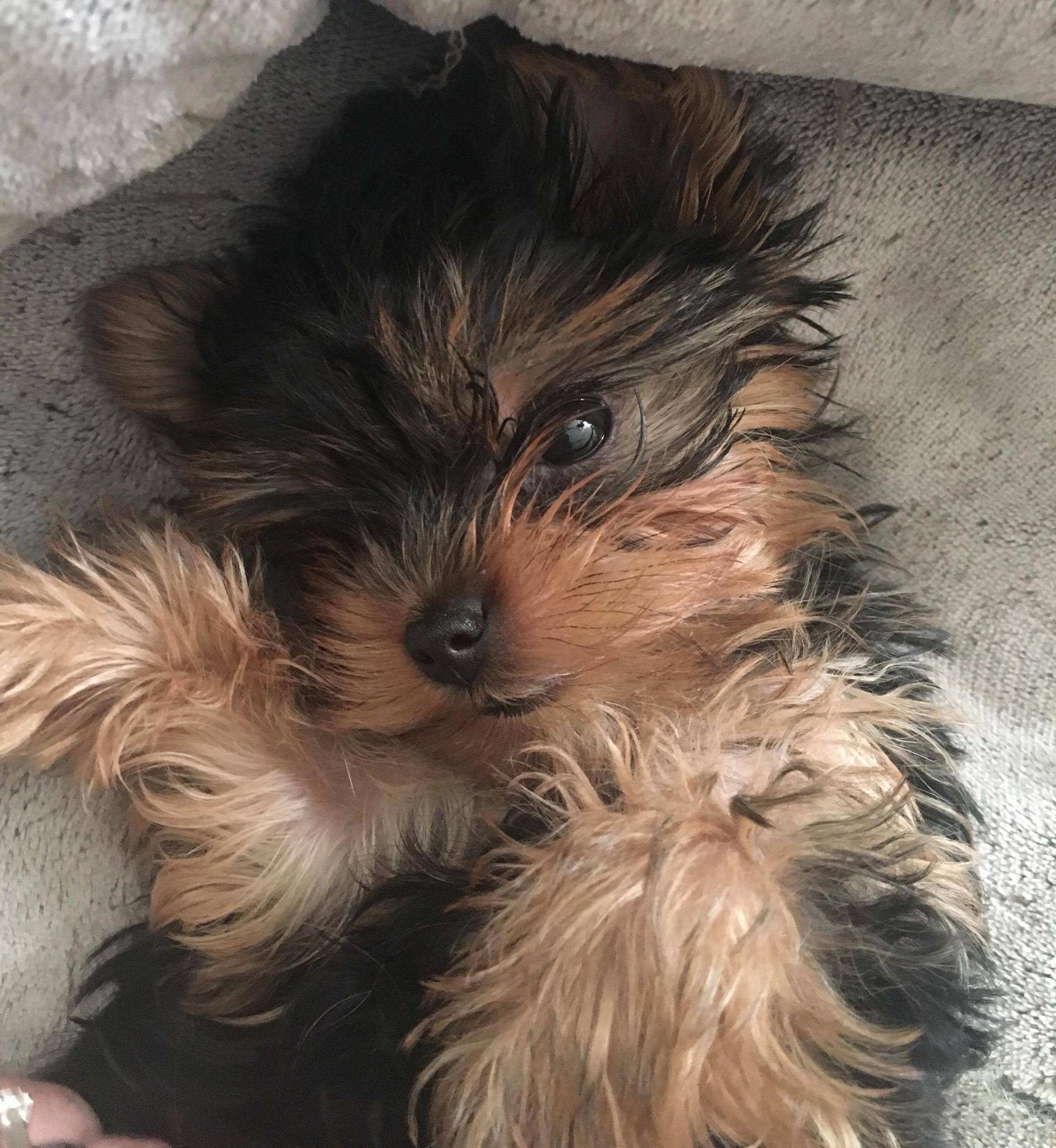 Puppy on her back | Yorkshire Terrier Puppies Inland Empire, Southern CA
