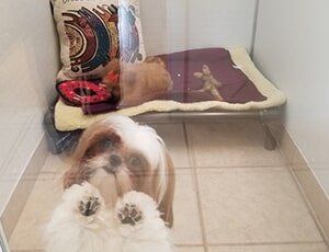 Grooming Services — Two Dogs at the Room in Lansing, MI