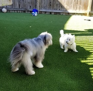 Pet Facility — Dogs playing at the Yard in Lansing, MI