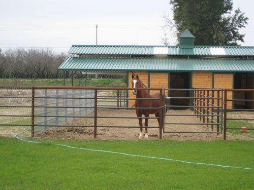Barn - Paddock